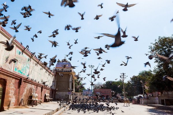 创通网 印媒: 公共场所禁止喂鸽子, 孟买新规引抗议者绝食